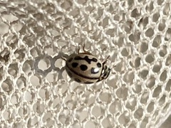 Tytthaspis sedecimpunctata