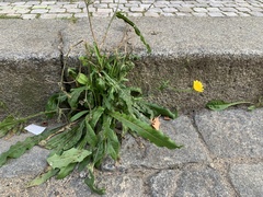 Cichorieae