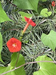 Ipomoea cristulata