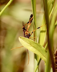 Therion circumflexum