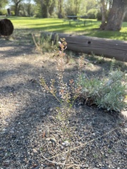 Lepidium densiflorum