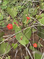 Ipomoea cristulata