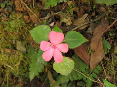 Impatiens walleriana