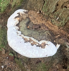 Fomitopsis ochracea