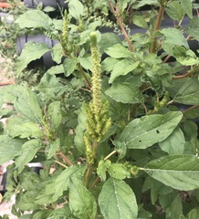 Amaranthus hybridus