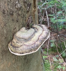 Fomitopsis ochracea