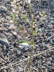 Lepidium densiflorum