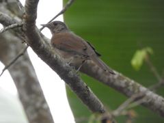 Turdus leucomelas
