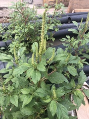 Amaranthus hybridus