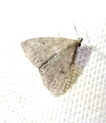 Zanclognatha protumnusalis