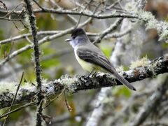 Myiarchus tuberculifer