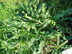 Anchusa