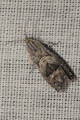 Ofatulena duodecemstriata