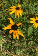 Rudbeckia