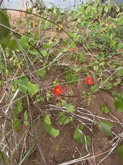 Ipomoea cristulata