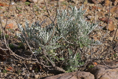 Jacobaea maritima sicula