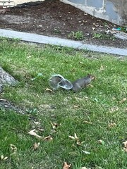 Sciurus carolinensis