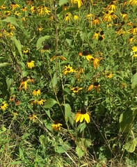 Rudbeckia