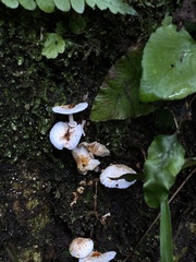 Lepiota rubrotinctoides