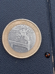 Chilocorus canariensis