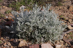 Jacobaea maritima sicula