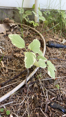 Aegopodium podagraria