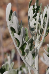 Jacobaea maritima sicula