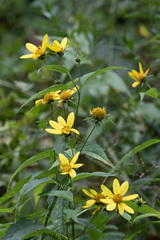 Heliopsis