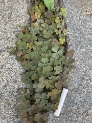 Oxalis corniculata