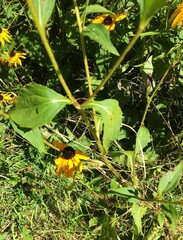 Rudbeckia