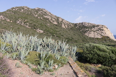 Agave americana