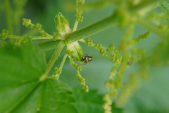 Liocoris tripustulatus