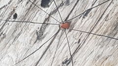 Leiobunum limbatum