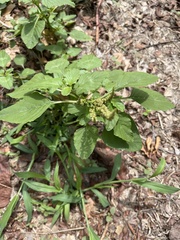 Amaranthus