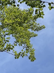 Populus grandidentata