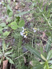 Brassicaceae