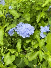 Plumbago auriculata