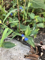 Commelina