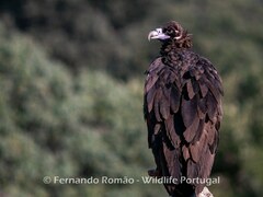 Aegypius monachus