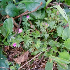 Geranium dissectum