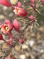 Hesperaloe parviflora