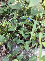 Commelina