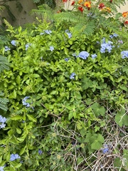 Plumbago auriculata
