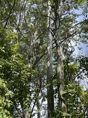Populus grandidentata