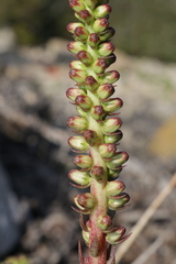 Umbilicus horizontalis