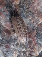 Porcellio spinicornis