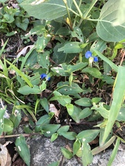 Commelina