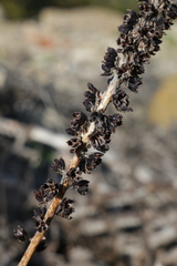 Umbilicus horizontalis