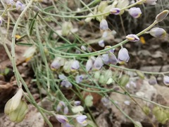 Polygala scoparioides
