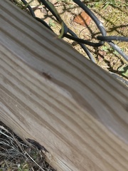 Tetramorium bicarinatum